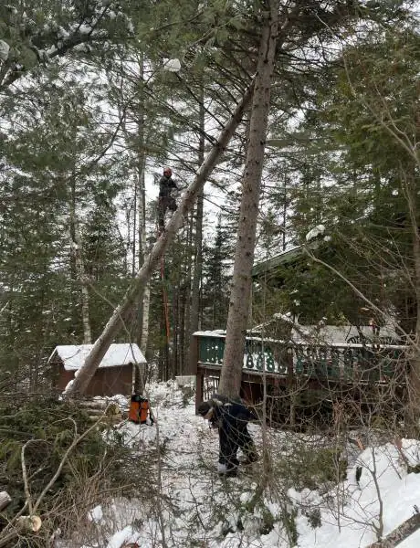 Abattage d’arbre Laurentides
