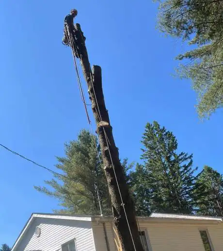 Abattage d’arbre Saint-Sauveur