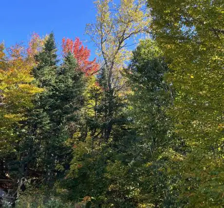 Déboisement Laurentides