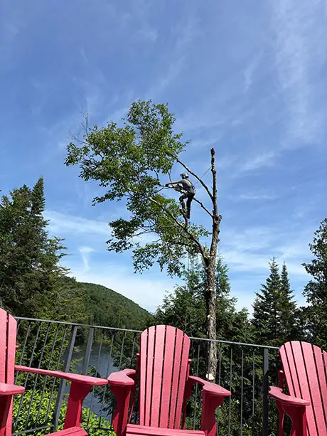 Élagage Val-Morin